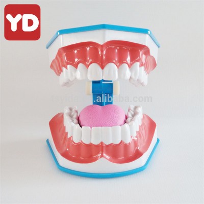 3 times dental tooth brushing model with tongue removed